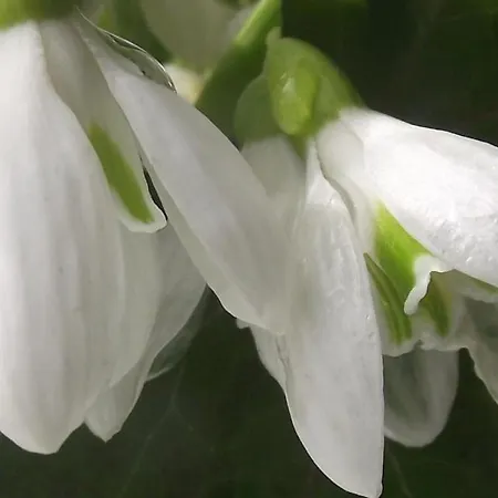 Διαμέρισμα Major